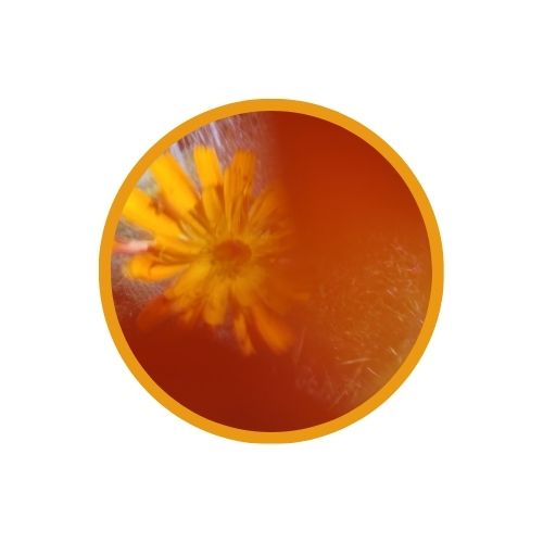 Ontboezemingen - Image 2